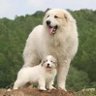 Deputy dogge profil fotoğrafı