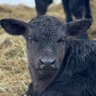 The Rancher profil fotoğrafı