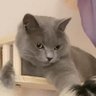 Profilbild von ソースオニオン