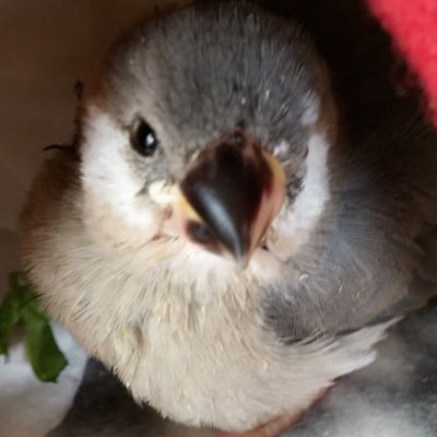 せいな's profile picture