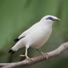 Naturalist Njoro profil fotoğrafı