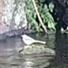 キセキれいたん🐦️🌞 的头像