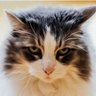Susan Palyo's profile picture