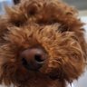 CharlieBear's profile picture