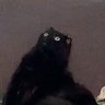 แมวเป้าเรือนแม่ครู's profile picture