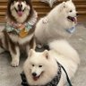 WingwongNano's profile picture