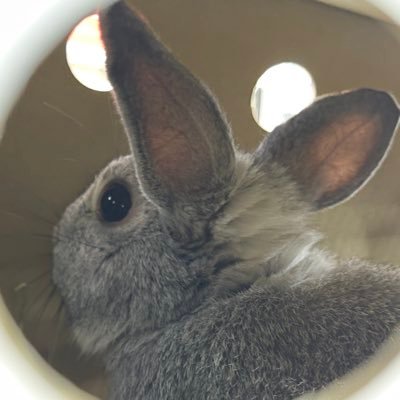ほごうさちゃん's profile picture