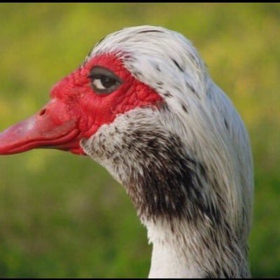 Vanessa Jaye's profile picture