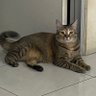 mamaw dittow profil fotoğrafı