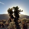Joshua Tree 的头像