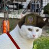 Profilbild von Serbian Cat