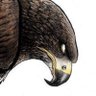 Profilbild von Sky Raptor