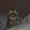 カエル_猫3 的头像