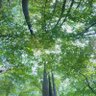 Фото профиля ヤシの木