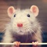 Stormgauge's profile picture