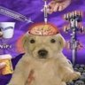 wake the dog up's profile picture