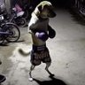 DeathEye's profile picture