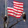 PatriotGirl79's profile picture