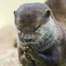 Capybara's profile picture