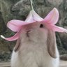 🐇bunposts🐰 的头像