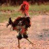 Profilbild von Gallo Destartalado