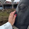 ميهاف's profile picture