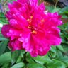 Фото профиля debbie156