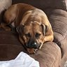 dogs need love!'s profile picture