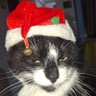 Pachito's profile picture