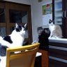 Ryo profil fotoğrafı