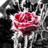 Фото профиля the beauty of nature