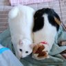 紗ら🐈❤🩹 中国猫のsos🔉 的头像