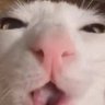 dumb fat fucking baby idiot's profile picture