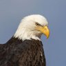 Фото профиля American Bald Eagle🇺🇸
