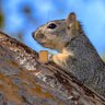 Фото профиля mx. coffee squirrel