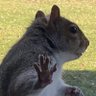 Profilbild von Squirrel Hand LLP