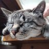 むーまる profil fotoğrafı