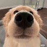 普洱茶 profil fotoğrafı