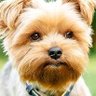 MST profil fotoğrafı