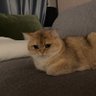 Qiqi profil fotoğrafı