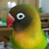 きのこ's profile picture