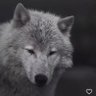 Social X's profile picture
