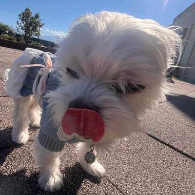 kozo_kozok's profile picture