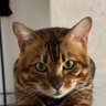 风格 profil fotoğrafı