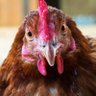 Profilbild von TheCluck