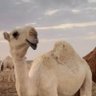 عمر الحربي profil fotoğrafı