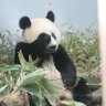 ShyPanda🐼 的头像