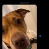 TDS therapist's profile picture