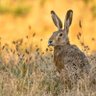Profilbild von Precambrian Hare