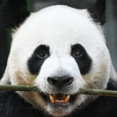 Lingyan_on_sol's profile picture